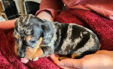 Miniature Dachshund Puppies - Photo 7