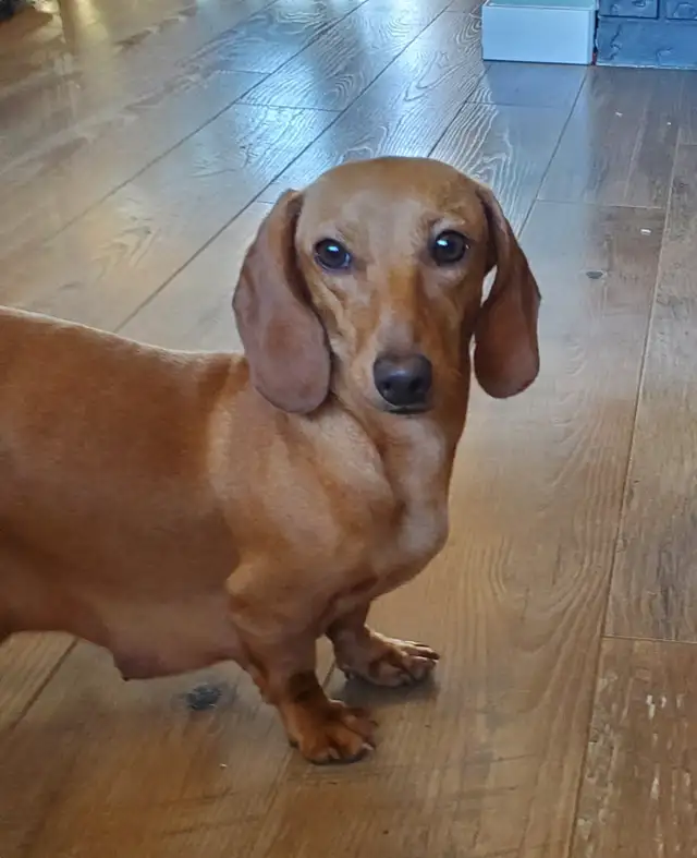 Miniature Dachshund Puppies - Photo 8