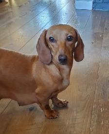 Miniature Dachshund Puppies - Photo 8