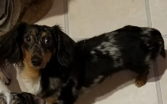Miniature Dachshund Puppies - Photo 9