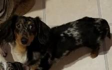 Miniature Dachshund Puppies - Photo 9