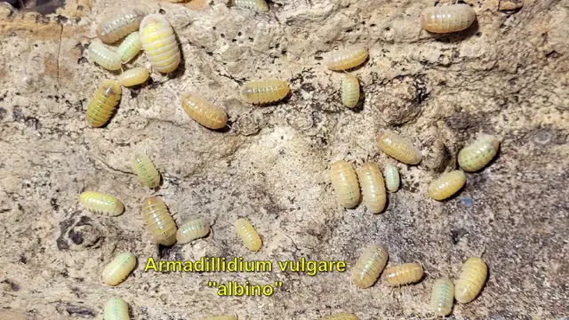 Isopods and Springtails - Photo 3