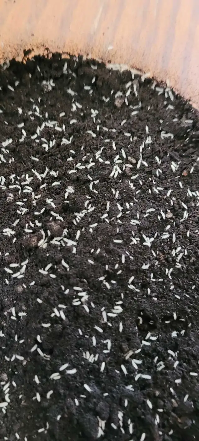 Isopods and Springtails - Photo 10