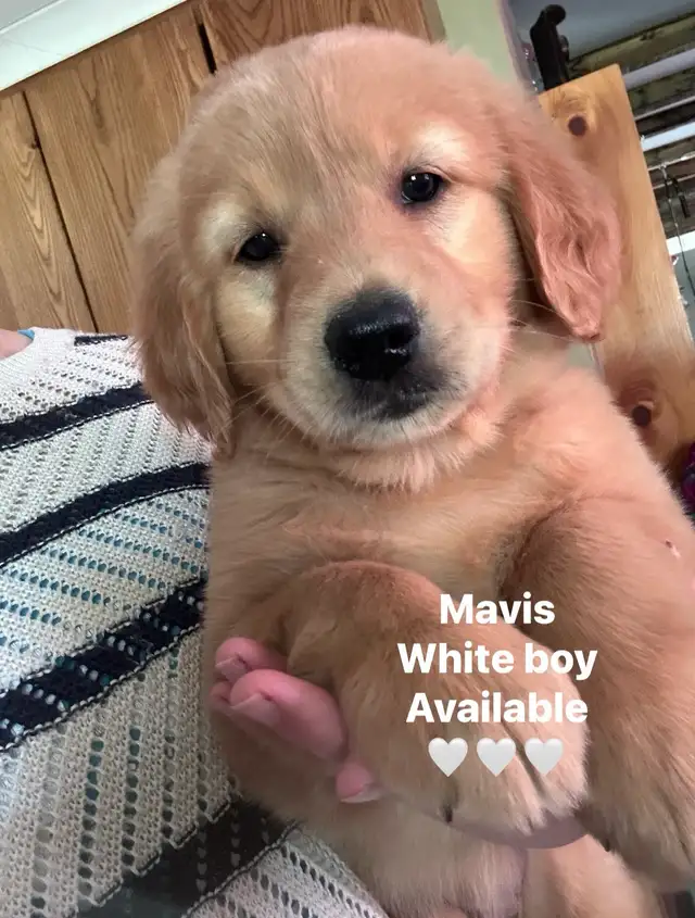 golden retriever puppies ready to rehome
