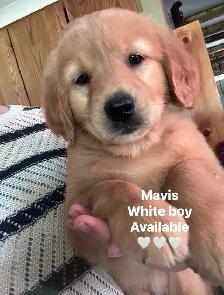 golden retriever puppies ready to rehome