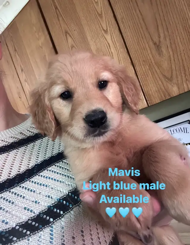 golden retriever puppies ready to rehome - Photo 2