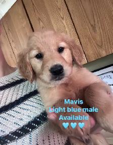 golden retriever puppies ready to rehome - Photo 2