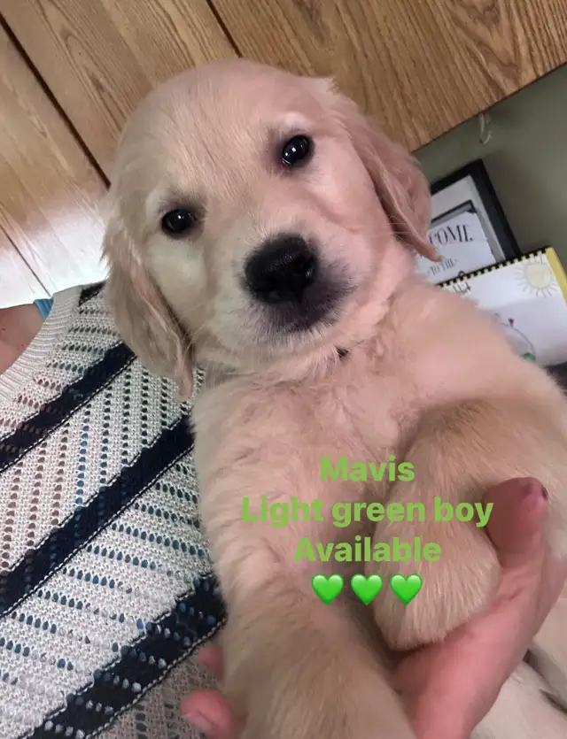 golden retriever puppies ready to rehome - Photo 3