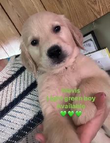 golden retriever puppies ready to rehome - Photo 3