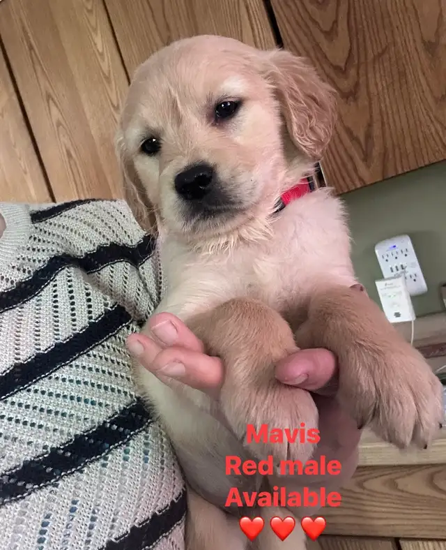 golden retriever puppies ready to rehome - Photo 4