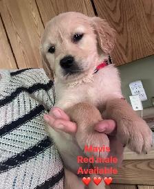 golden retriever puppies ready to rehome - Photo 4