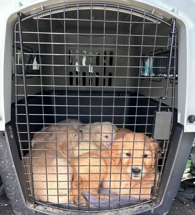 golden retriever puppies ready to rehome - Photo 5