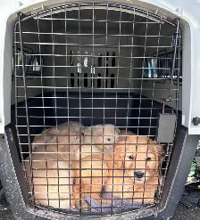 golden retriever puppies ready to rehome - Photo 5