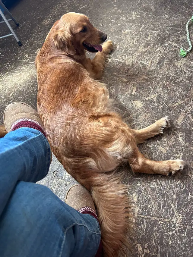 golden retriever puppies ready to rehome - Photo 6