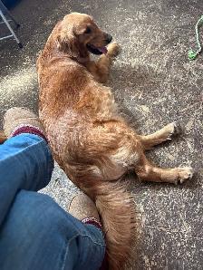 golden retriever puppies ready to rehome - Photo 6