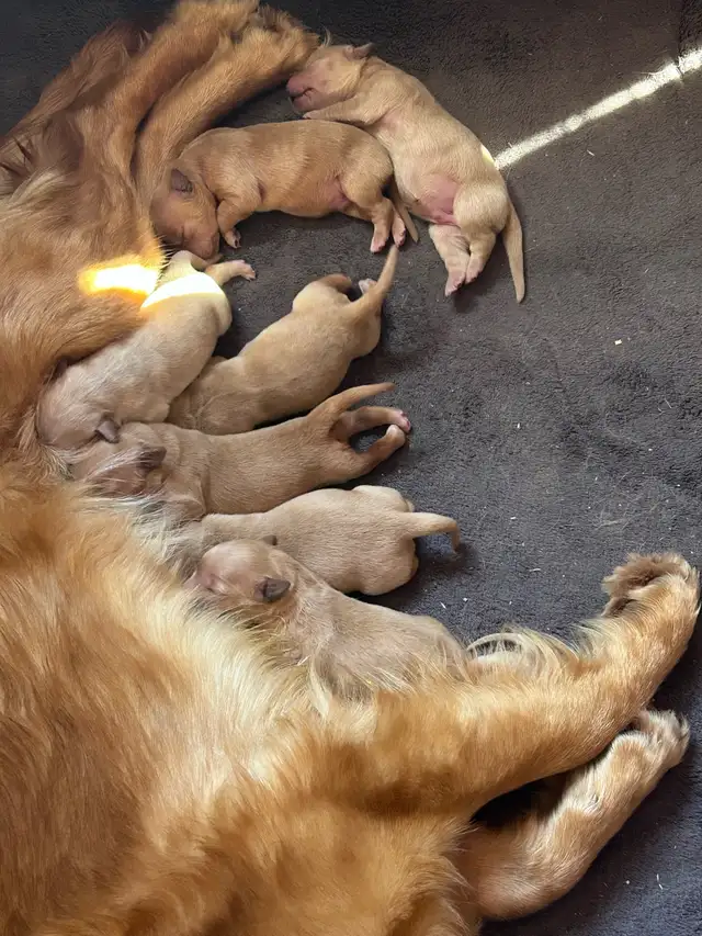 golden retriever puppies ready to rehome - Photo 7
