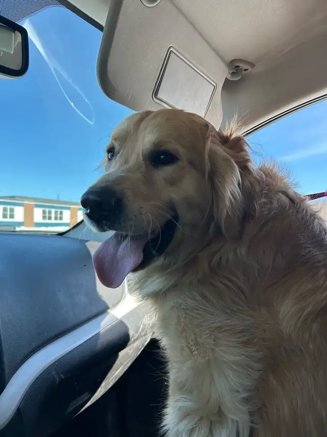 golden retriever puppies ready to rehome - Photo 8