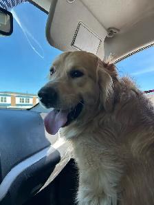 golden retriever puppies ready to rehome - Photo 8