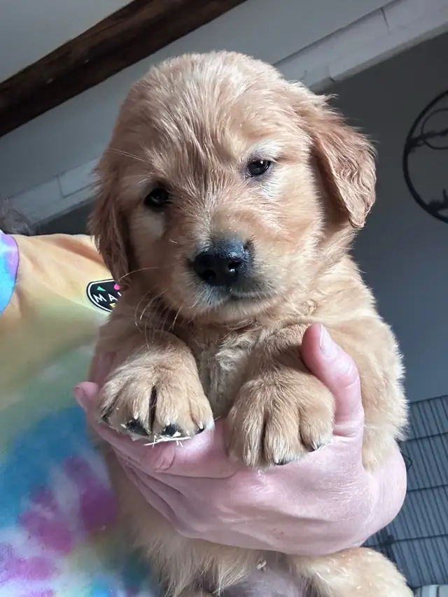 golden retriever puppies ready to rehome - Photo 9