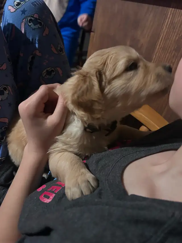 golden retriever puppies ready to rehome - Photo 10