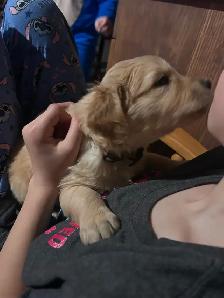 golden retriever puppies ready to rehome - Photo 10