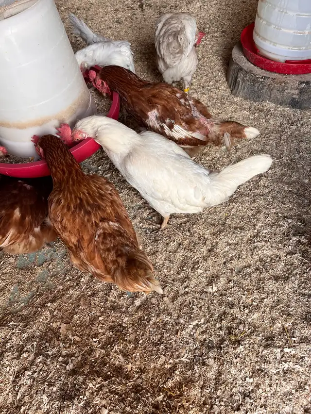 Brown Hens for Sale