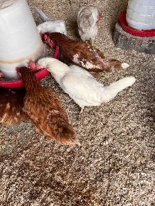 Brown Hens for Sale