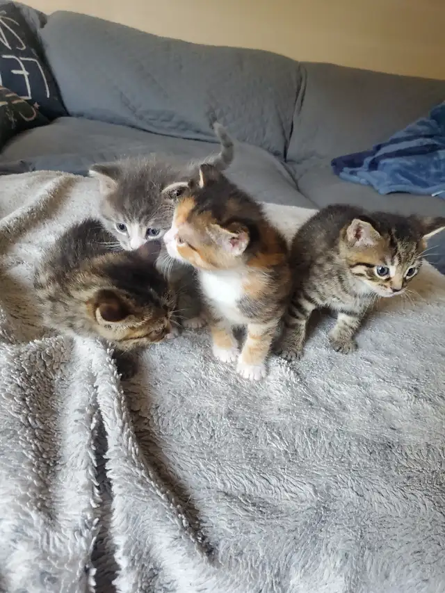Kittens need rehoming