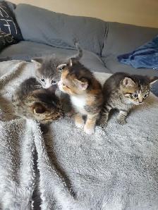 Kittens need rehoming