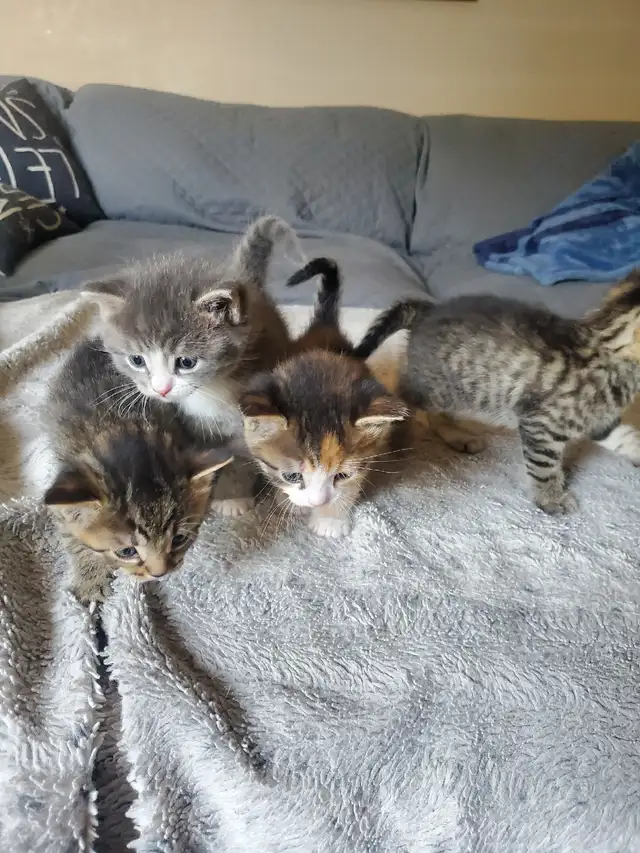 Kittens need rehoming - Photo 2