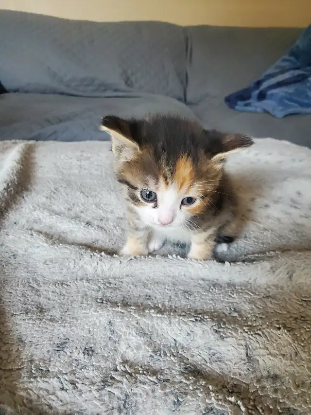 Kittens need rehoming - Photo 3