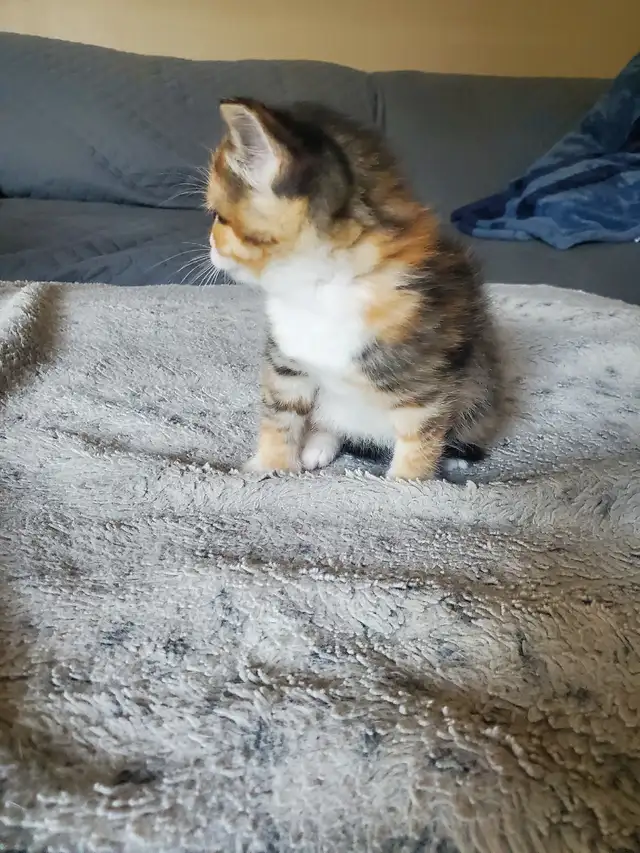 Kittens need rehoming - Photo 4