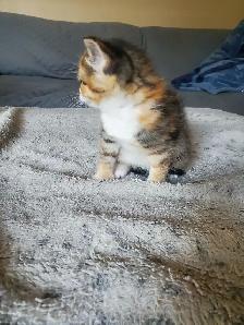 Kittens need rehoming - Photo 4