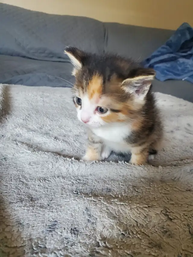 Kittens need rehoming - Photo 5