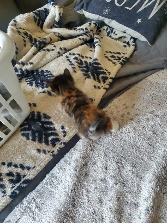 Kittens need rehoming - Photo 6