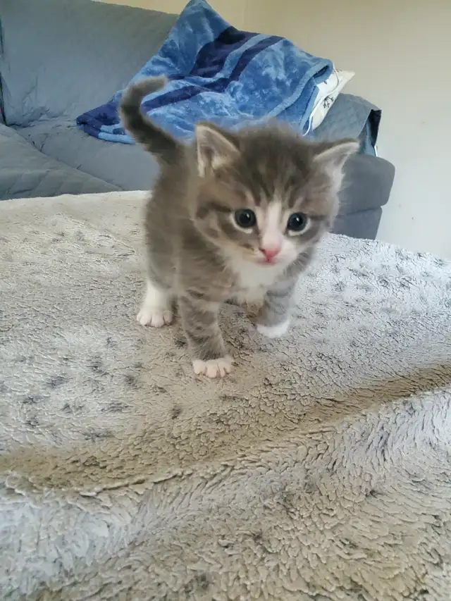 Kittens need rehoming - Photo 7