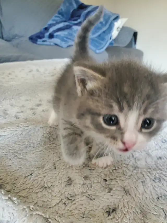 Kittens need rehoming - Photo 8