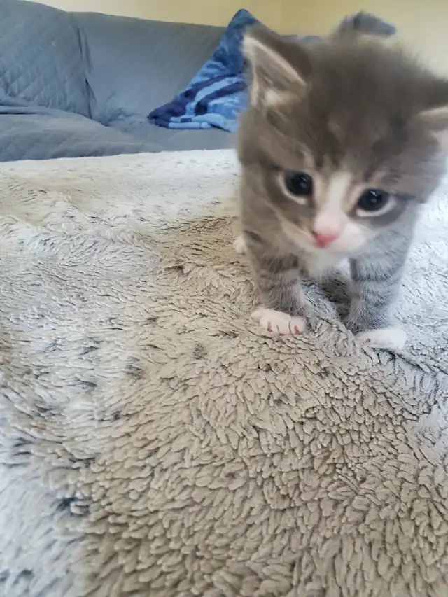 Kittens need rehoming - Photo 9