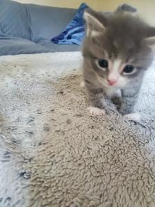 Kittens need rehoming - Photo 9
