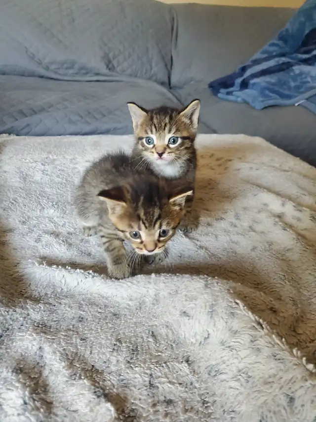 Kittens need rehoming - Photo 10