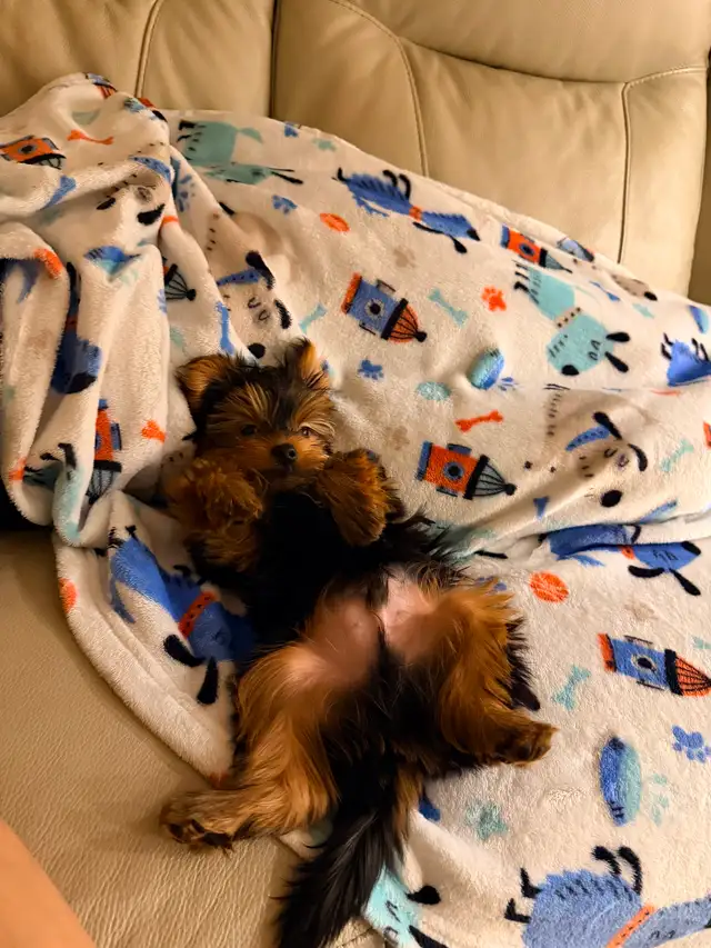 Yorkie puppy - Photo 4