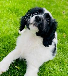 Miniature Aussiedoodle puppies