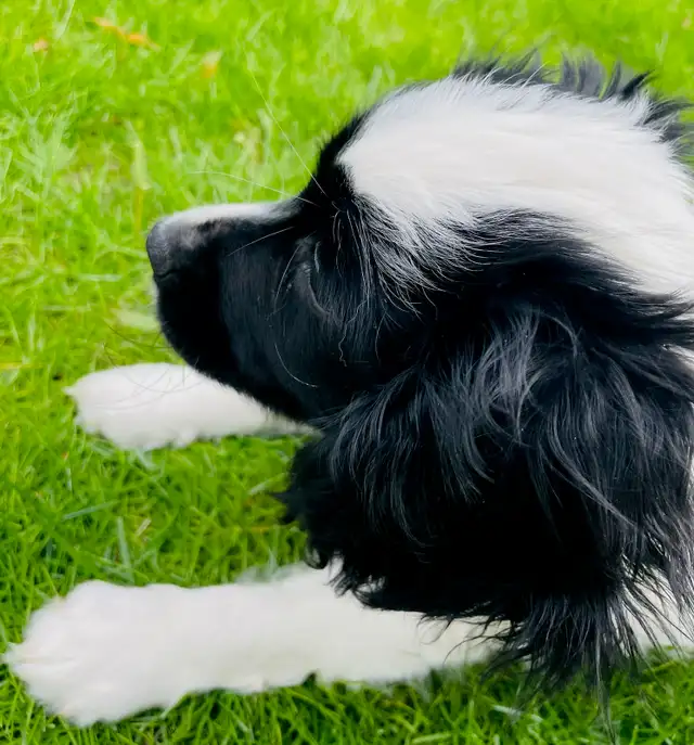 Miniature Aussiedoodle puppies - Photo 2