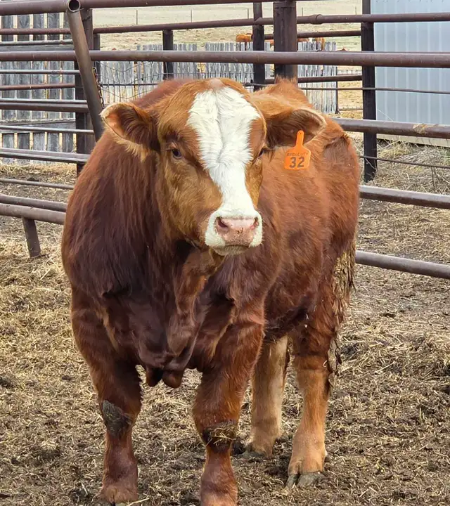 Simmental Bull