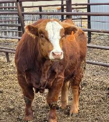 Simmental Bull