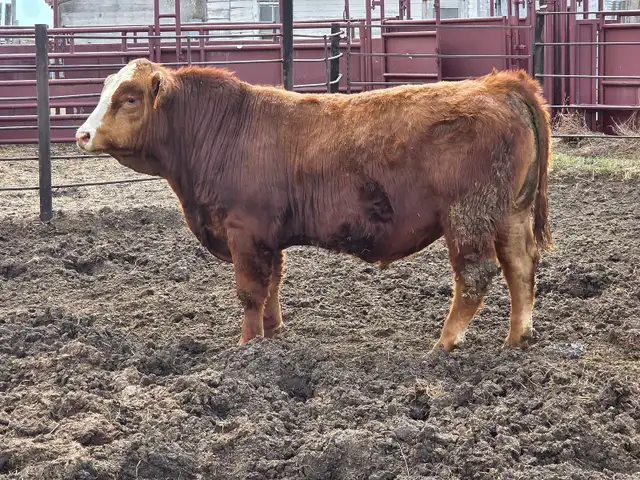 Simmental Bull - Photo 2