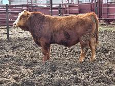Simmental Bull - Photo 2