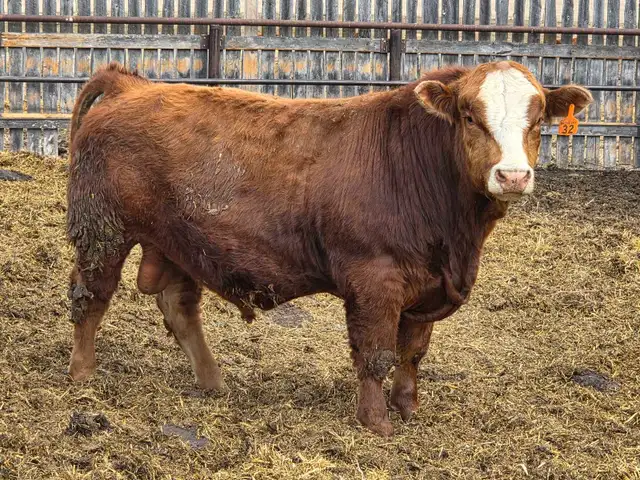 Simmental Bull - Photo 3