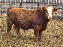 Simmental Bull - Photo 3