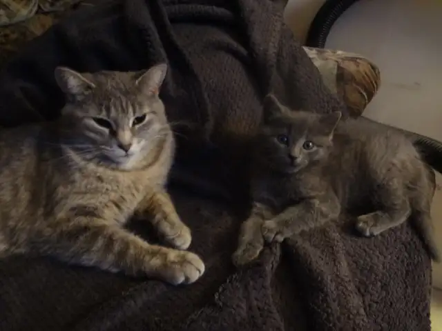 Chaton à donner - Photo 2